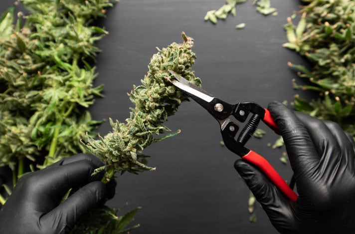 Black-gloved hands use fine black and red trimmers to carefully trim leaves away from a cannabis bud. Beyond there is a black table with more branches that need to be trimmed.