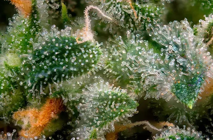 Good-Weed-Bad-Weed-blog-image-2.jpg