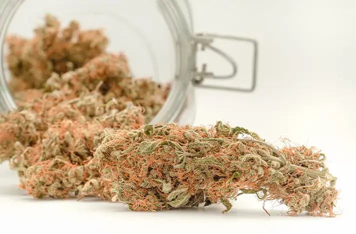 Good-Weed-Bad-Weed-blog-image-3.jpg