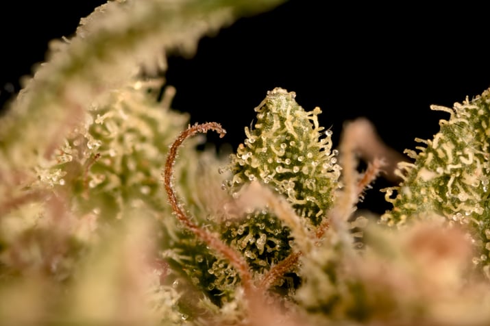 WC1-Trichomes_HarvestBud-OUSIDE_6WeeksCured
